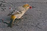 Bird On The Driveway_31045